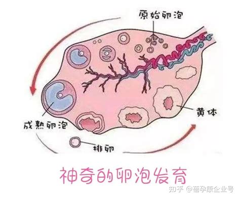 養卵禁忌|一顆卵子的形成需時三個月，給有生育計畫的女性「養。